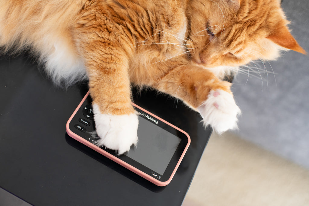 Screen Shield